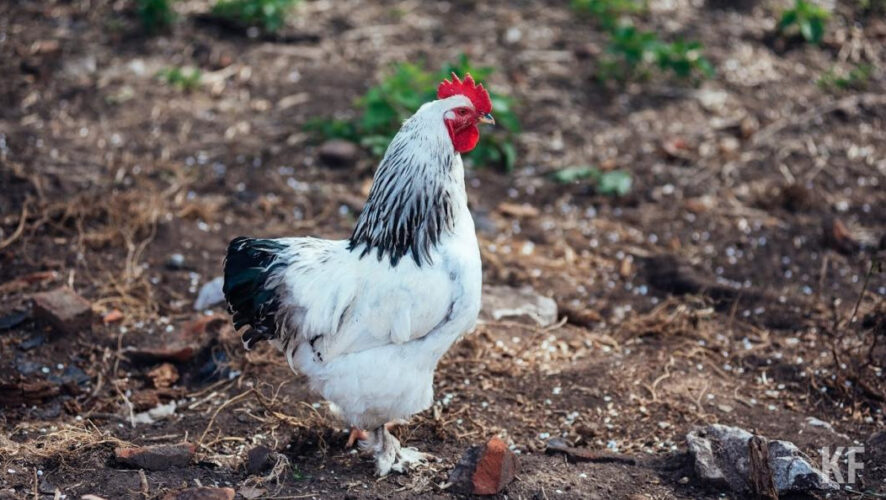 Заводить скот можно в том случае
