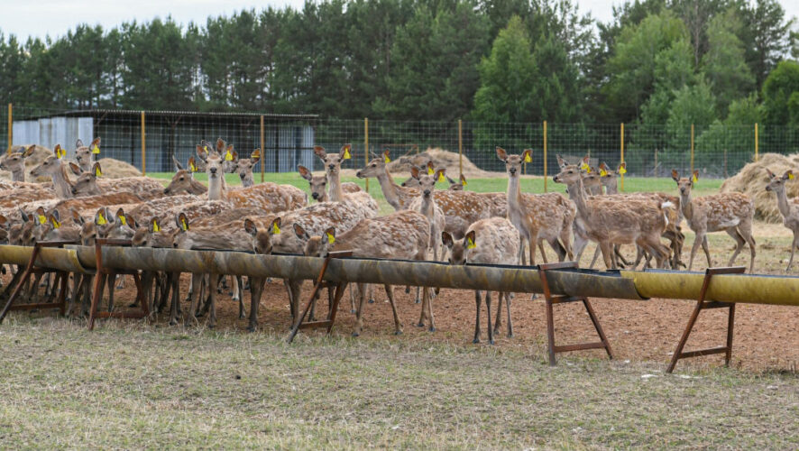 В хозяйстве &laquo;Вятский берег&raquo; намерены создать природный парк.