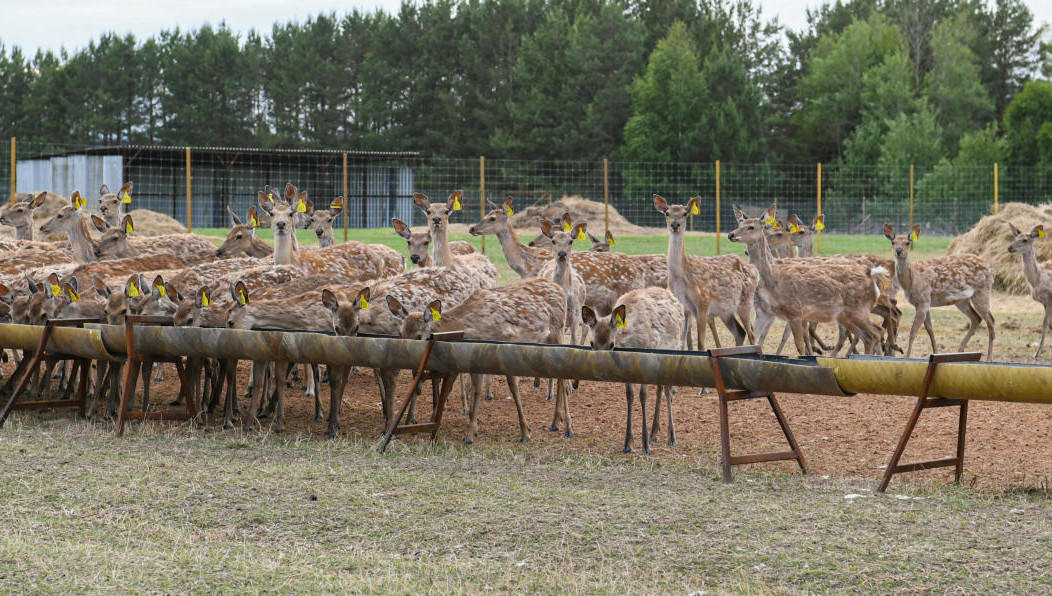 В хозяйстве «Вятский берег» намерены создать природный парк.