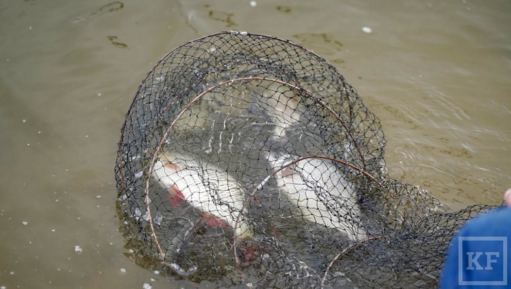 Поправки в закон «О любительском рыболовстве» вступят в силу с 1 января 2020 года.