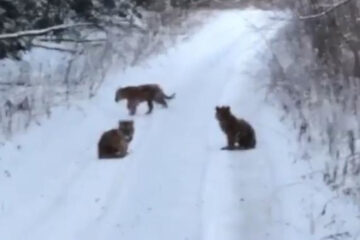 В Сети появилось видео с тремя тигрятами на дороге. Матери рядом с ними не было.