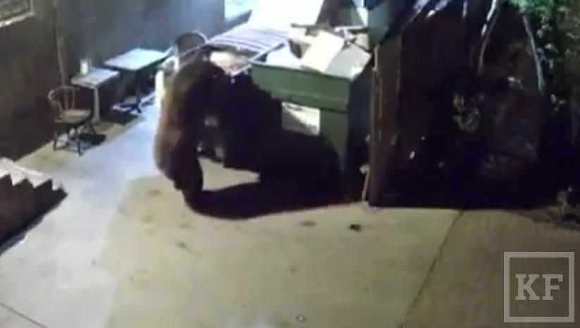 В штате Колорадо медведица дважды посетила территорию ресторана немецкой кухни и оба раза увозила от заведения контейнеры с остатками еды