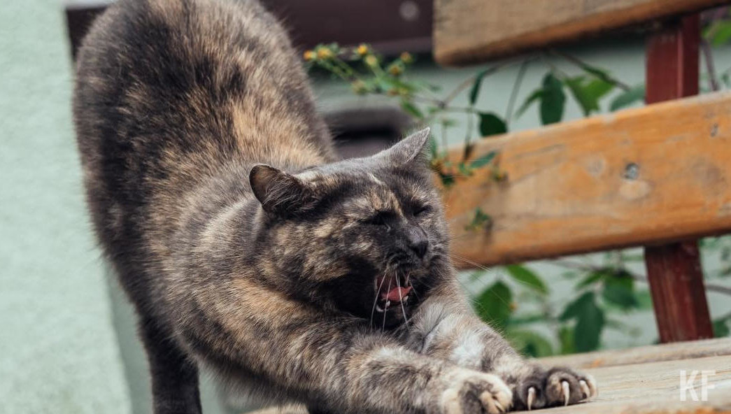 Соответствующий указ подписал президент республики Рустам Минниханов.