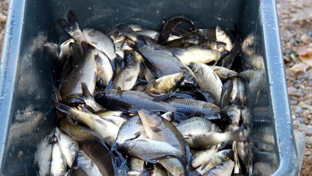 На зарыбление потратили более 221 тысячи рублей.