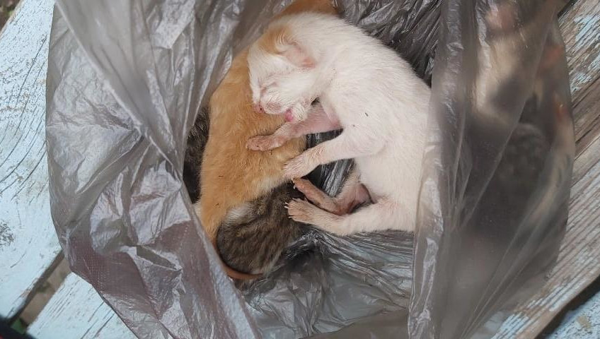 Новорожденный в мусорке. Котенка выбросили на помойку. Выкинули новорожденных котят.