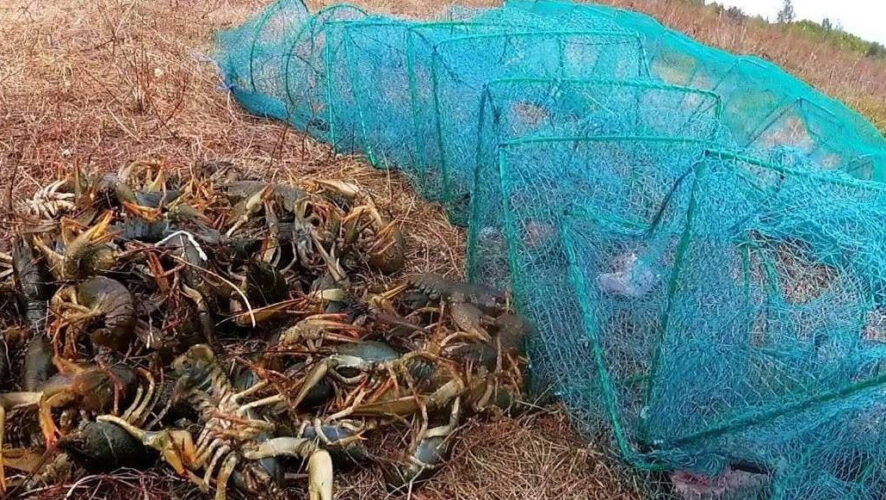 Мужчина выловил 1300 животных.