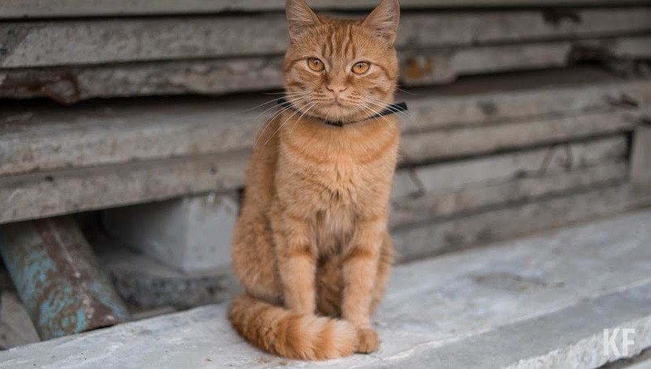 Законопроект жестко раскритиковали.