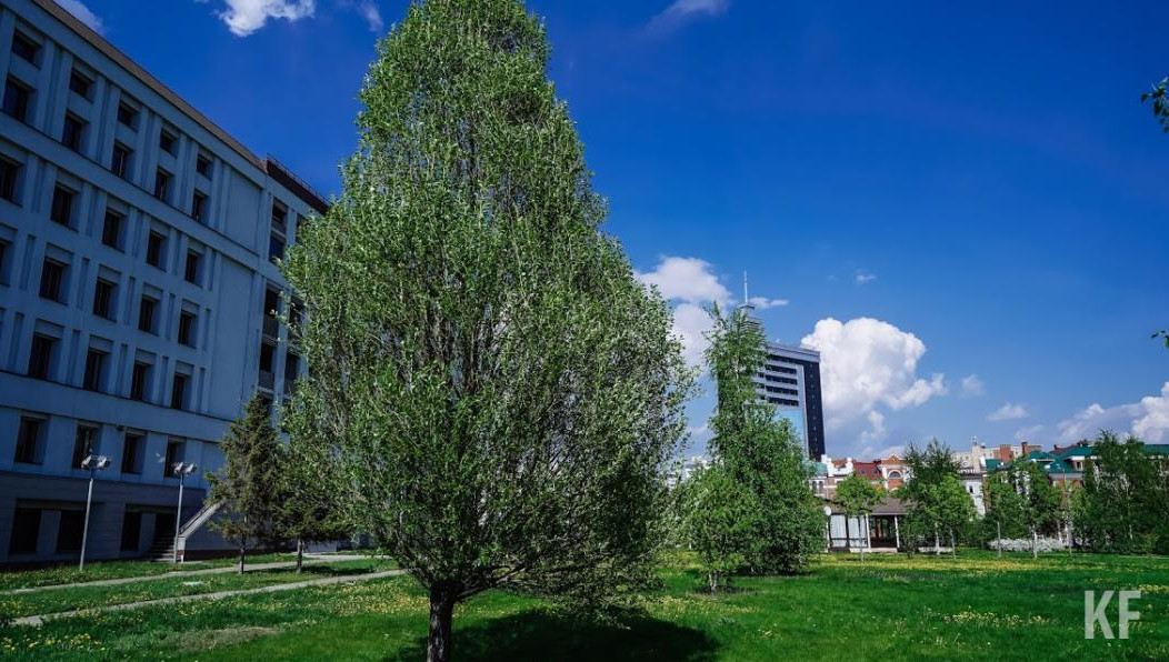 Сейчас при озеленении редко используют это дерево.
