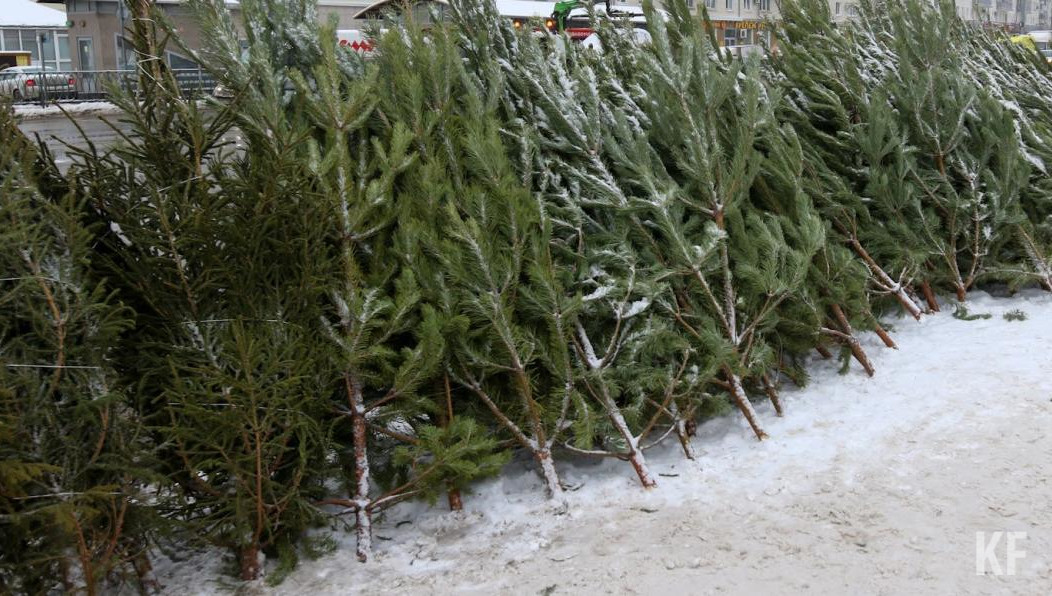 Компания по вывозу мусора будет забирать деревья с контейнерных площадок.