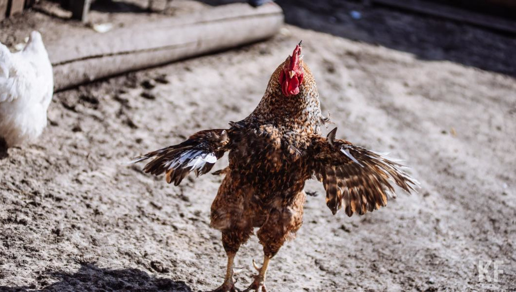 Видео необычного ДТП появилось в местных пабликах в соцсетях.
