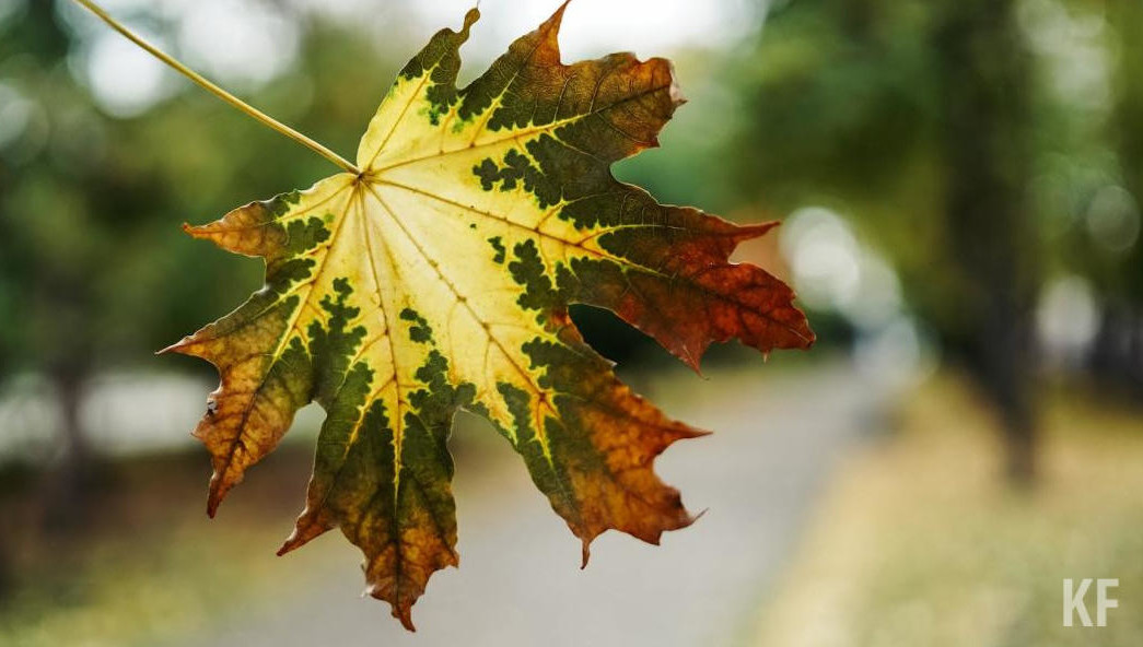 Ролик очевидца появился в Телеграм-канале.