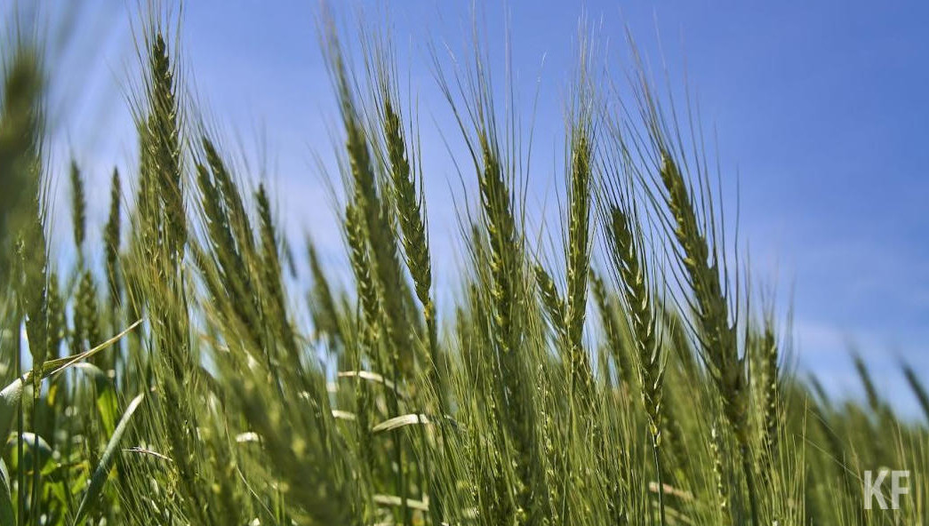 Озимых – 56 процентов.