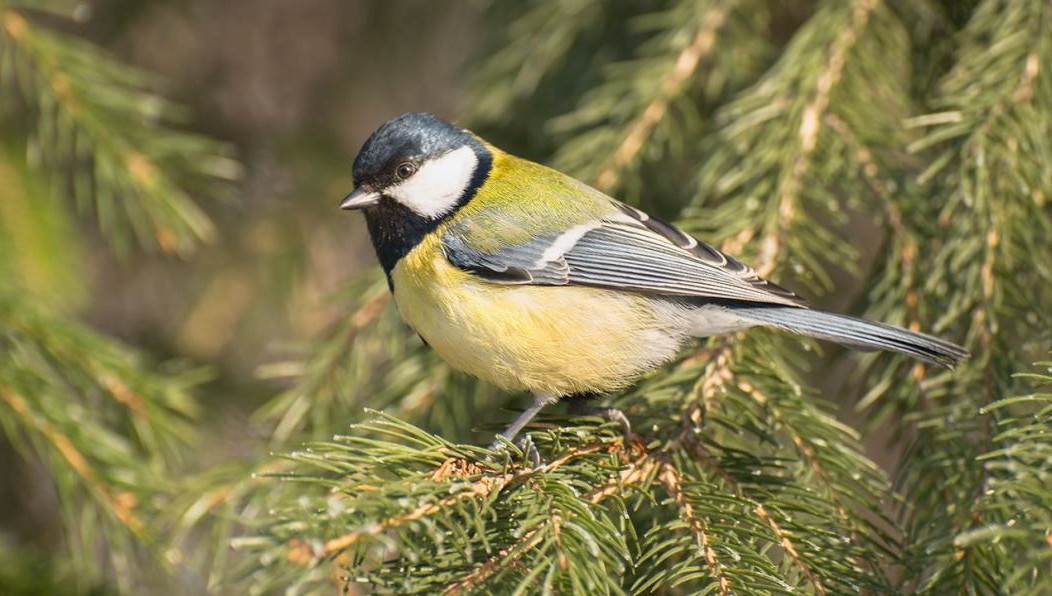 Главная цель праздника - напомнить людям о важности и необходимости подкормки птиц в холодное время года.