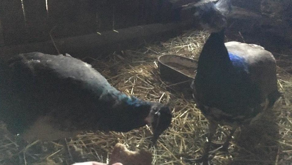 По предварительной версии