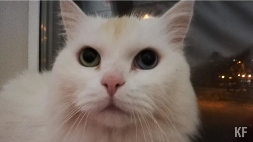 Животное спряталось под диван за секунды до того