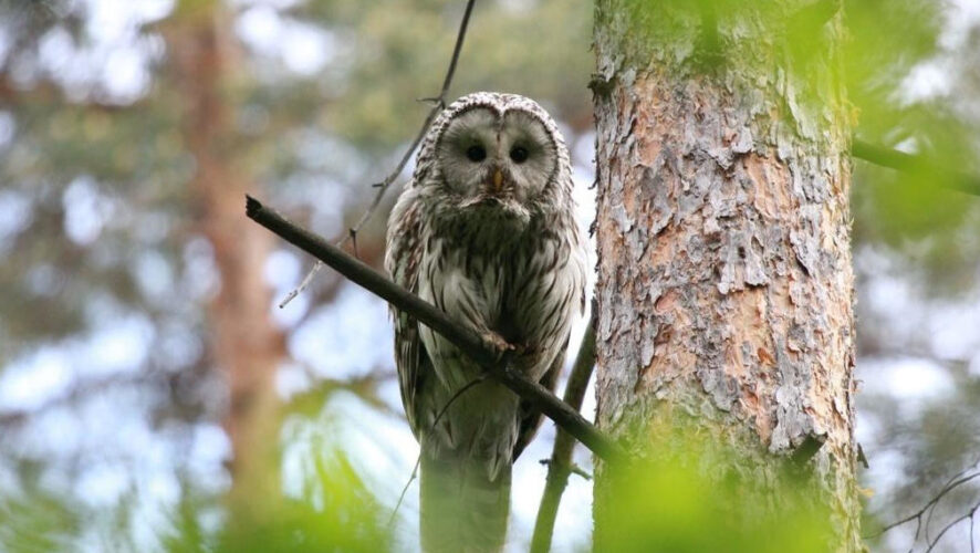 Родители птенца обычно находятся рядом и подкармливают их.