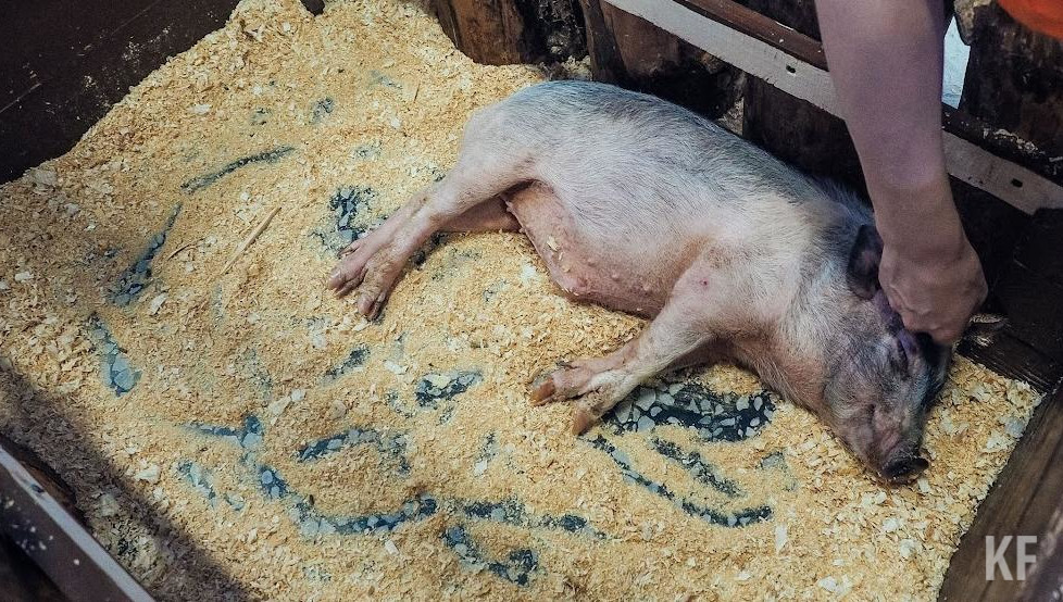 Власти решили предотвратить возникновение АЧС.