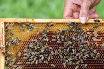 Целью новой структуры является сохранение основных функций деятельности по развитию пчеловодства и аквакультуры в республике.