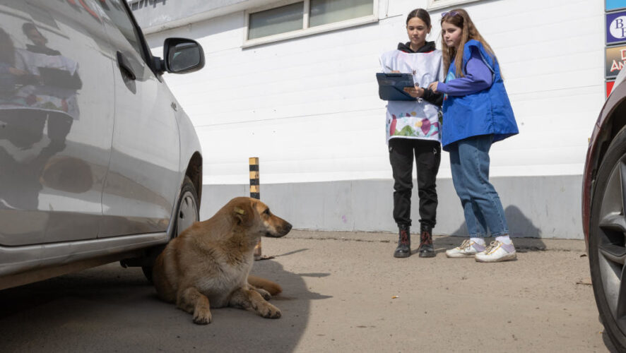 В столице республики началась вторая &laquo;собачья перепись&raquo;. По ее результатам станет понятно