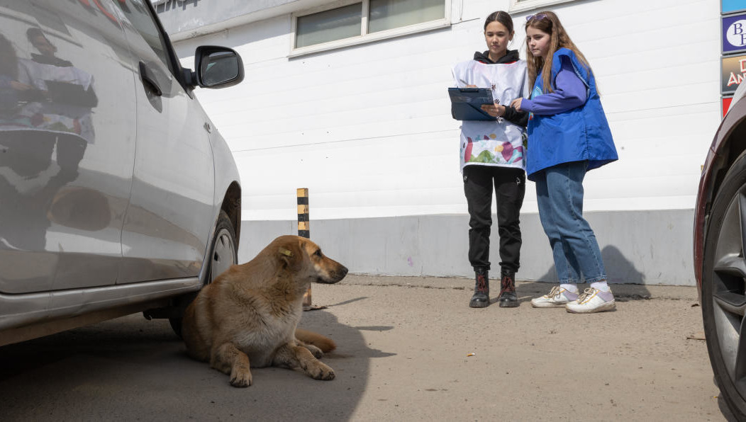 В столице республики началась вторая «собачья перепись». По ее результатам станет понятно
