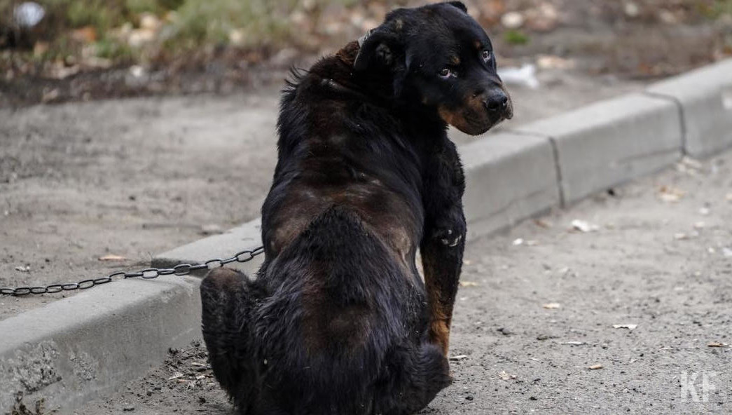 В разработку вложат 11 млн рублей.