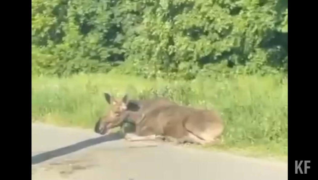 Животное получило травму.