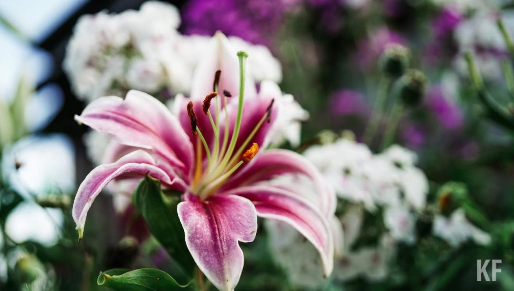 Наиболее часто встречающиеся симптомы поллиноза - это чихание