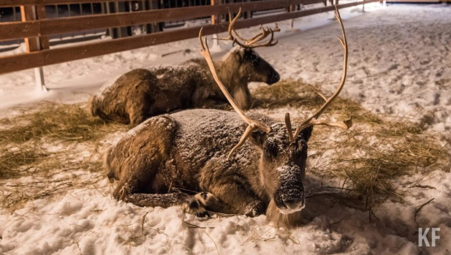 В поселке Красная Горка намерены содержать свыше 400 животных.