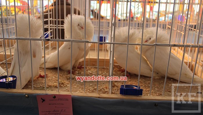Выставка спортивно-декоративных голубей состоится в столице Татарстана 9 и 10 января. Она приурочена к чемпионату по голубиному спорту РТ