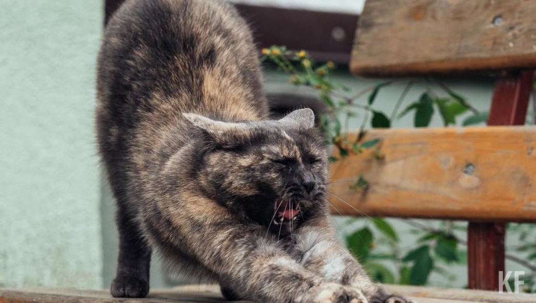 За выполнение этих обязанностей котоняни могут получить от 30 тысяч рублей.