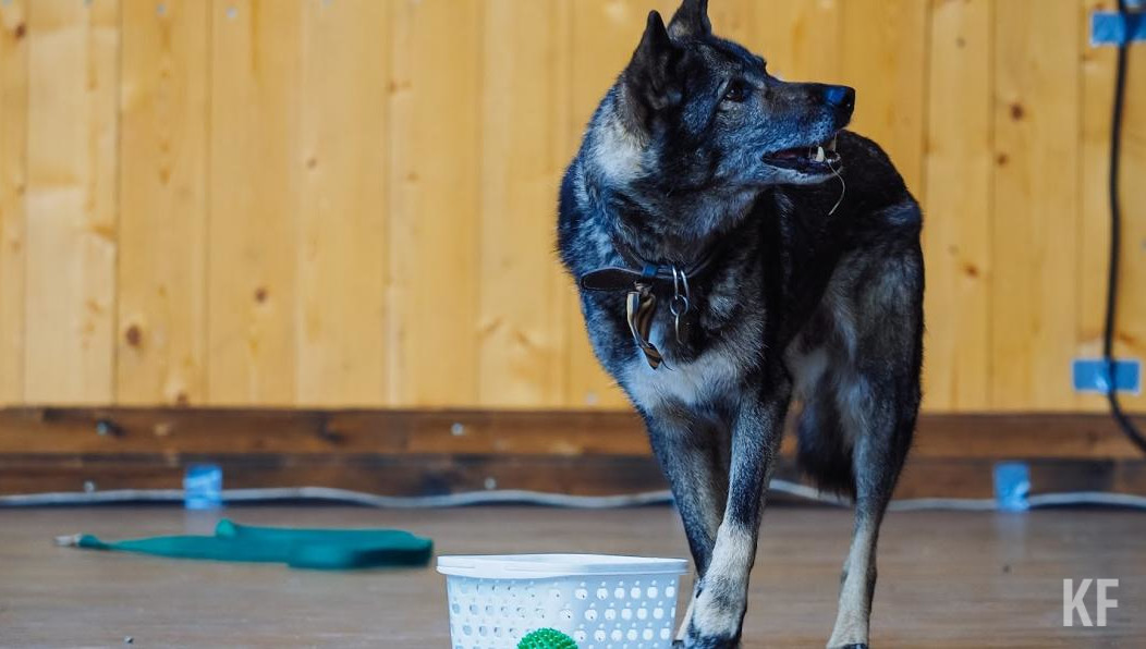 Компании-производители препаратов не получили отечественных GMP-сертификатов по своим ключевым препаратам.