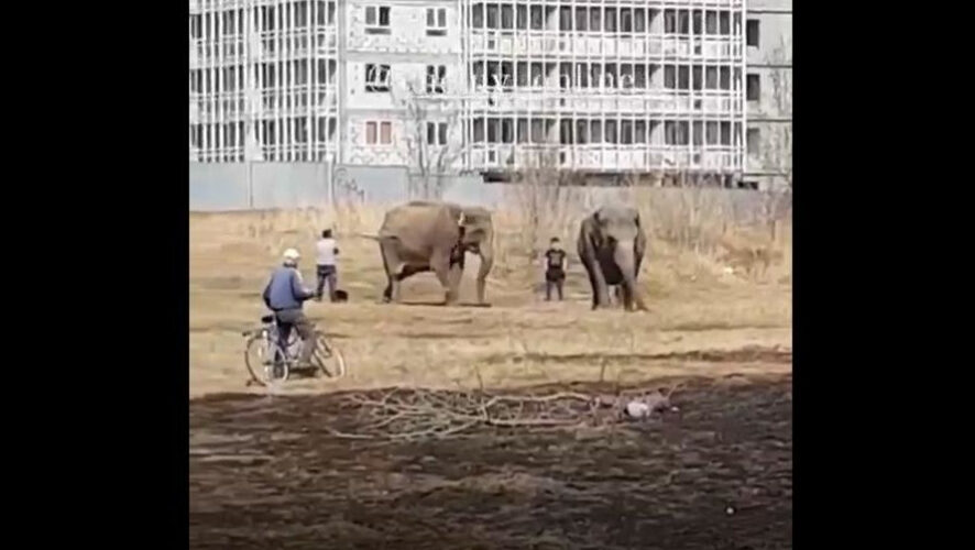 Цирковые артисты прибыли в автоград с гастролями.