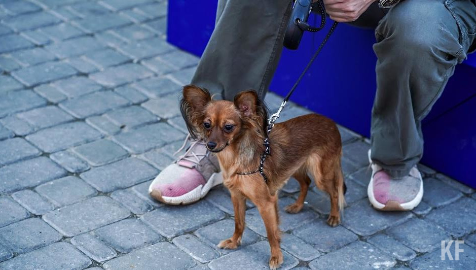 Возбуждено уголовное дело по статье «Мошенничество».