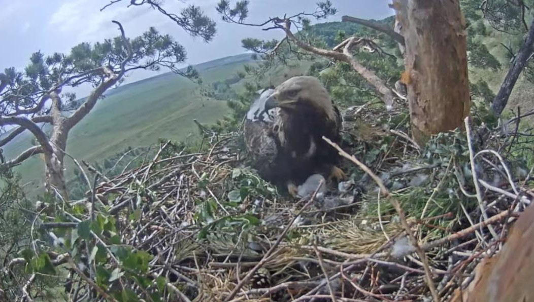 На днях ожидают появление на свет второго птенца.