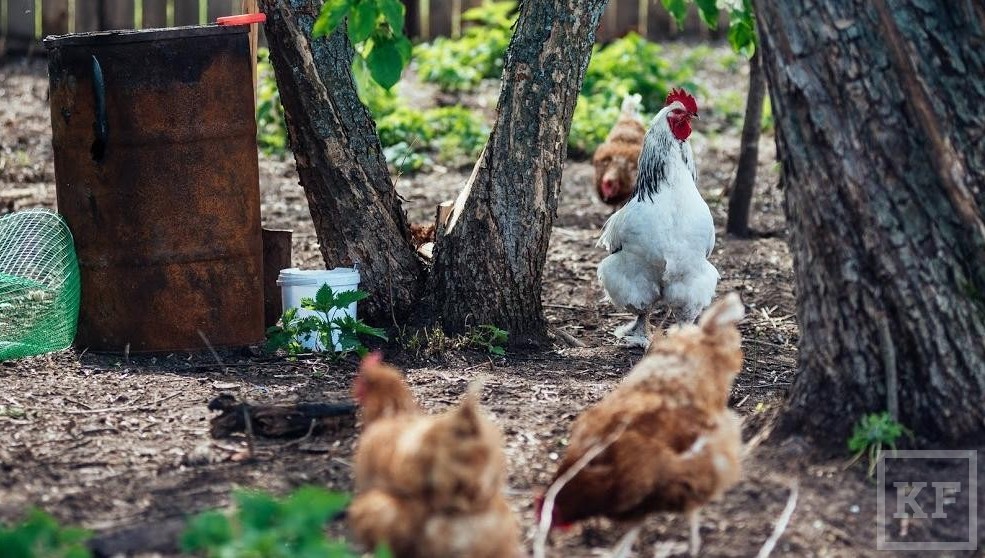 Независимые эксперты обнаружили в курице известных российских производителей следы антибиотиков и бактерий
