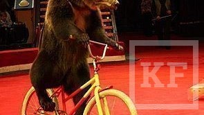 Во время гастролей Московского цирка Никулина в Набережных Челнах у медведя Тимофея был похищен велосипед и часть реквизита