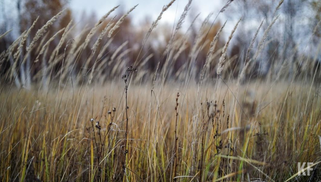 В Мамадышском районе погибла половина посевов