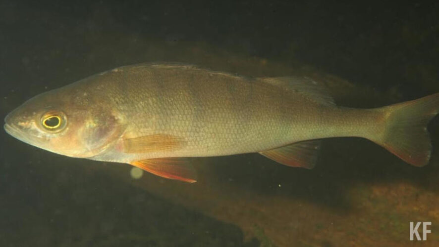 Анализ показал&nbsp;превышение по химическому потребление кислорода в 2