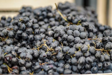 Планируется увеличить площади виноградников и дать сельхозпроизводителям технику.