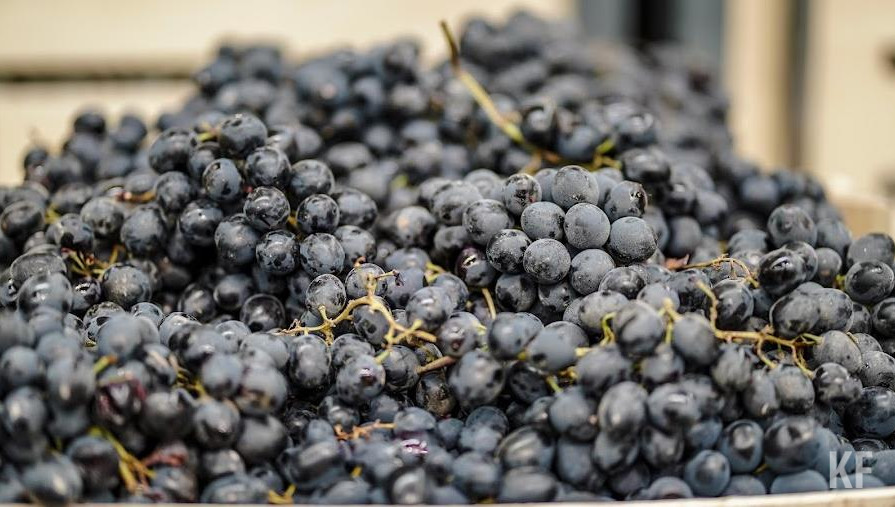 Планируется увеличить площади виноградников и дать сельхозпроизводителям технику.