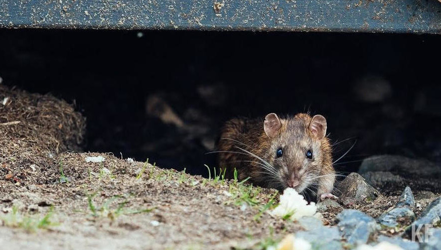 Средняя численность вредителей на озимых культурах составила пять жилых нор на 1 гектар.