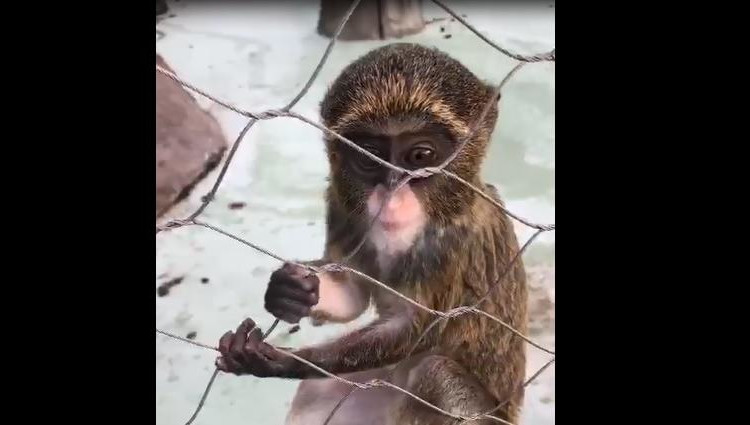 Мама Муфаса три месяца прятала детеныша.