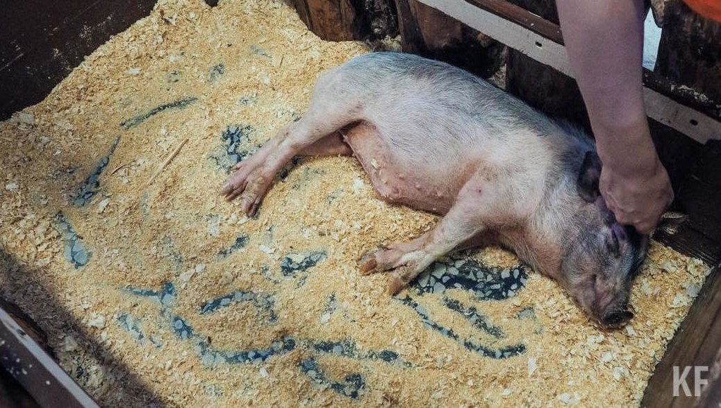 Для обеспечения благополучия ежегодно нужно отстреливать не менее 5 тысяч голов кабанов.