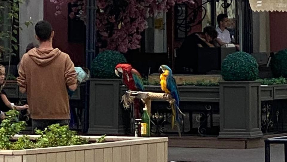 Среди других жертв жестоких людей - сова-сипуха.