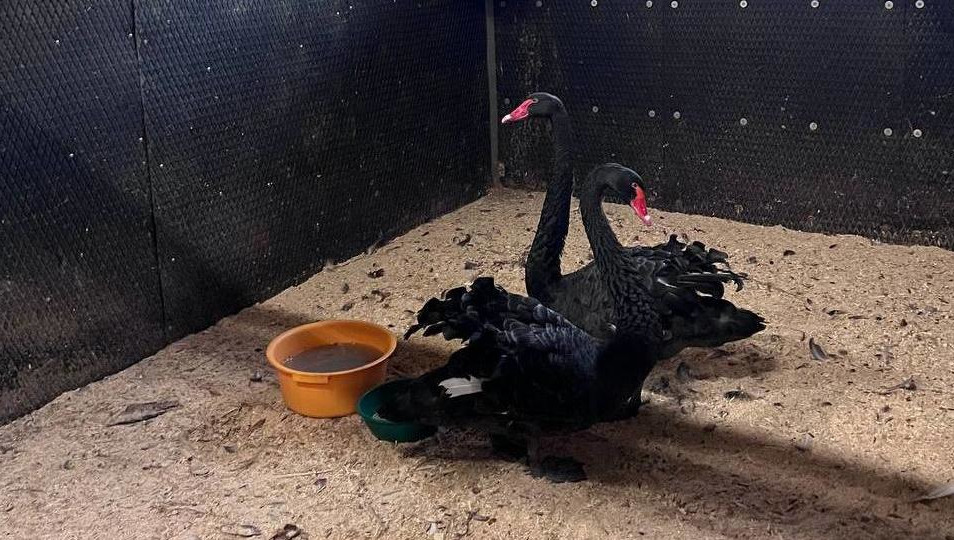 Птиц на время холодов поселили в конноспортивной школе.