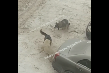 Животные пугают жильцов во дворе дома №2 на Базарной улице.