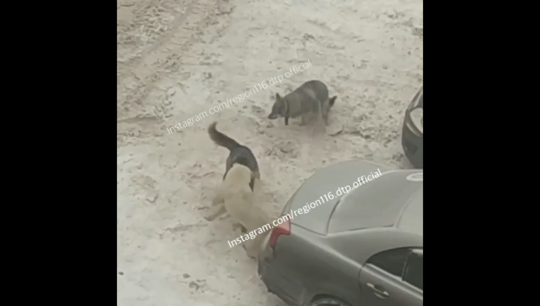 Животные пугают жильцов во дворе дома №2 на Базарной улице.