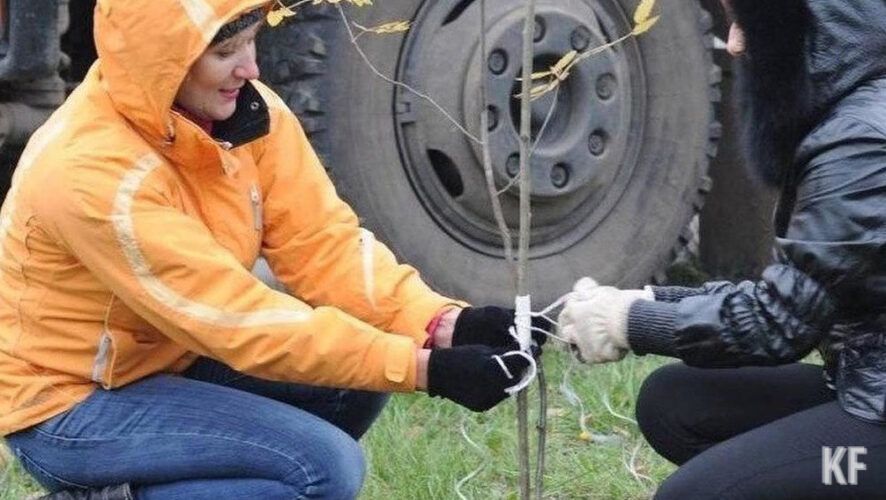 Женщина убеждена: рубят здоровые деревья