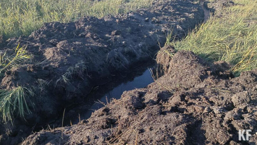 В Департаменте экологии и благоустройства сказали