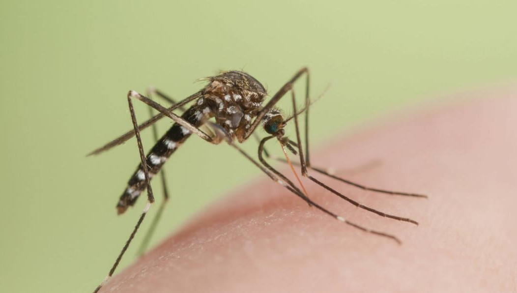 Насекомые обращают внимание на состав микрофлоры кожи и выделяемый углекислый газ.